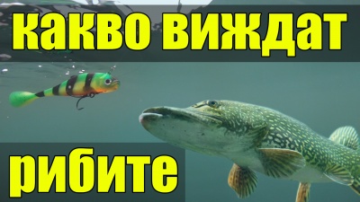 КАКВО ВИЖДАТ РИБИТЕ. Подводни кадри на воблери и силикони за риболов на щука, сом и бяла риба